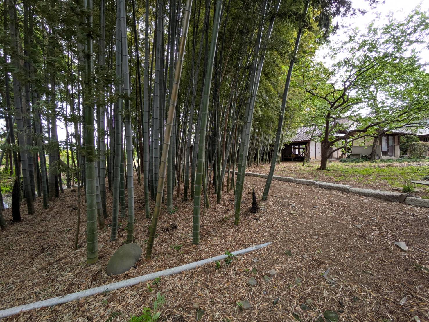 やまほんの竹林と母屋