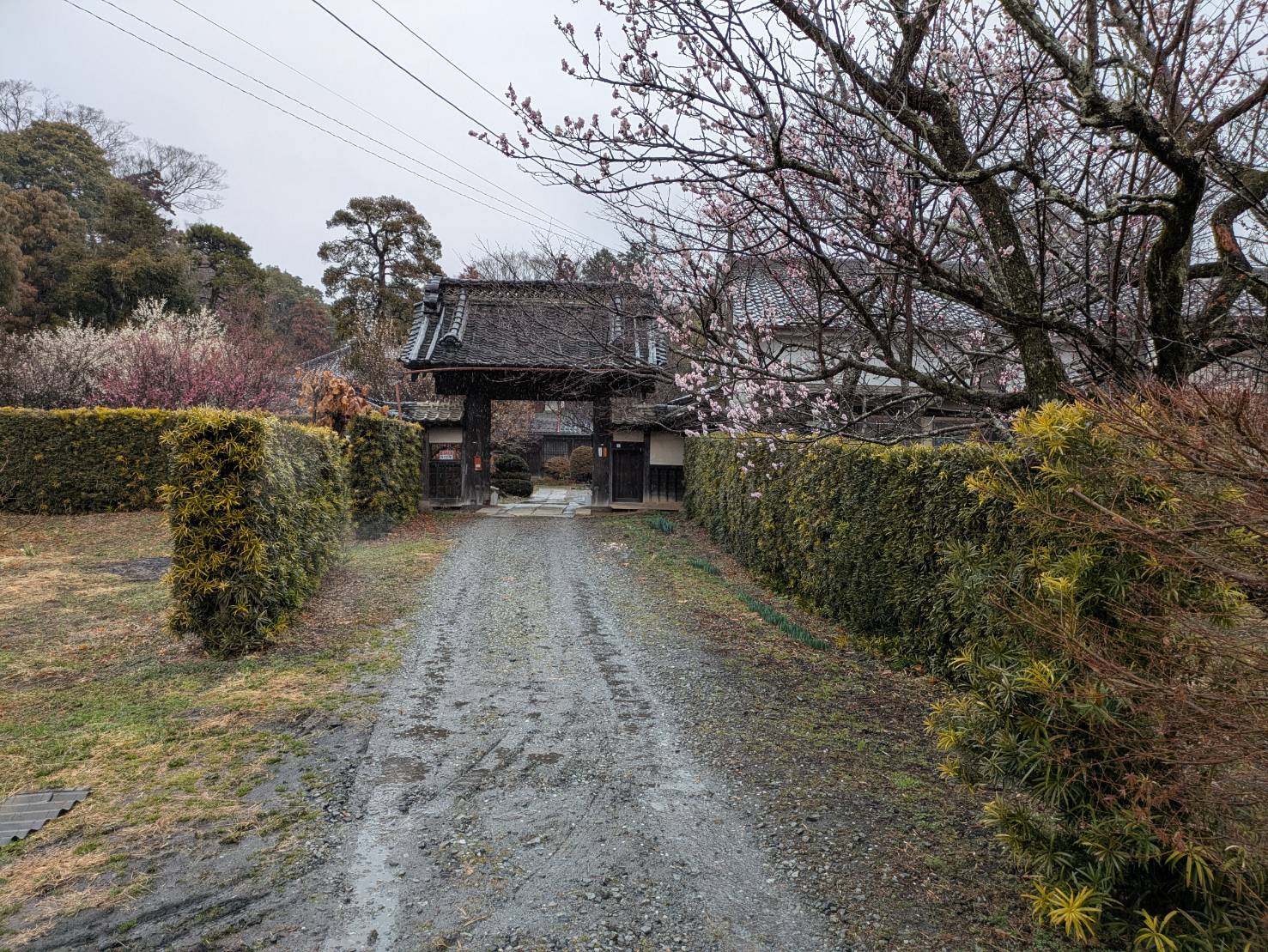 古民家の門と梅の花