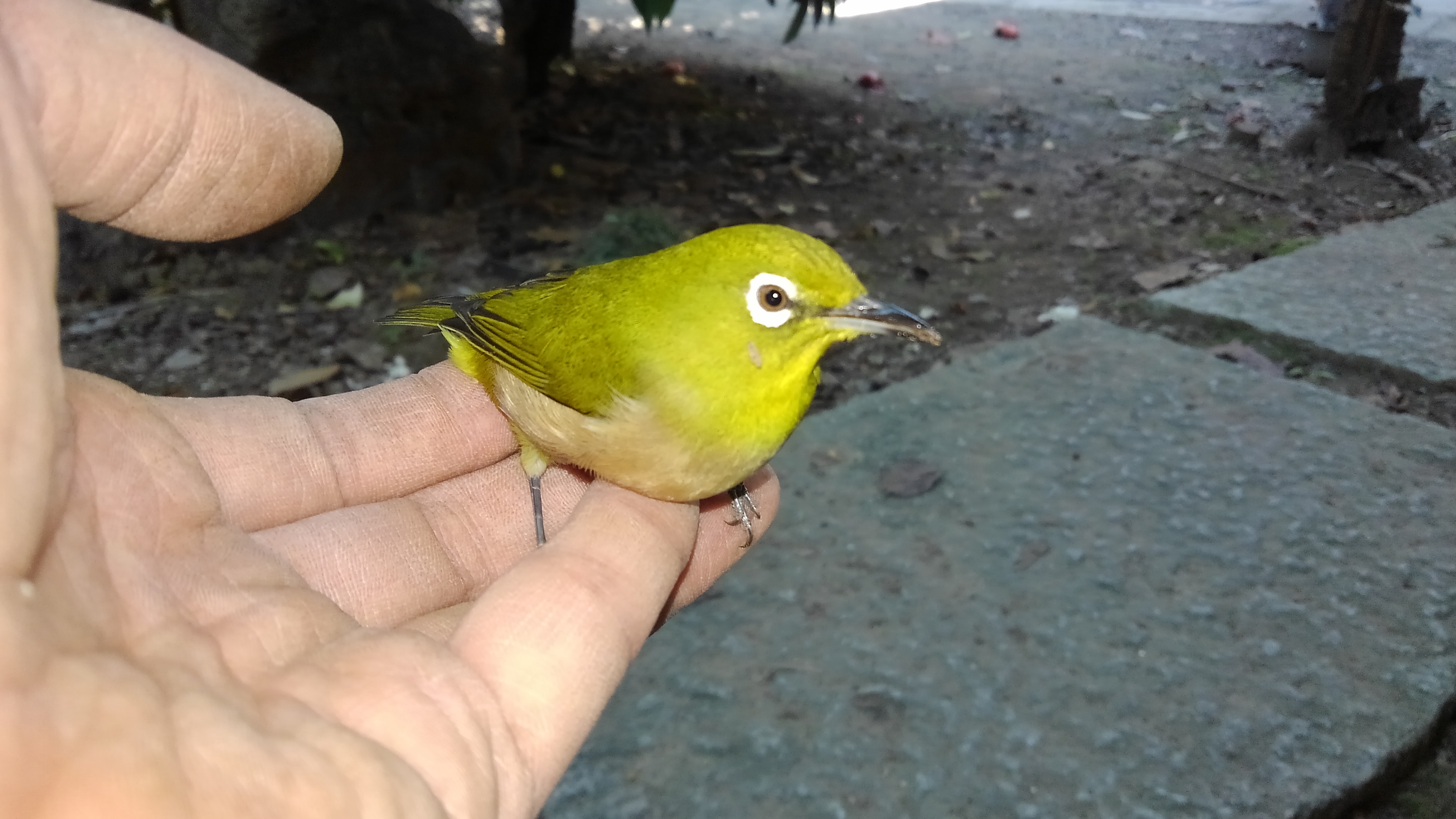 手のひらにとまった小鳥